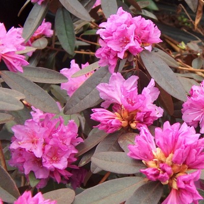  Rhododendron
